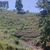 Garafía La Palma 2