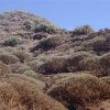 Tabaibal Garafía La Palma Canarias